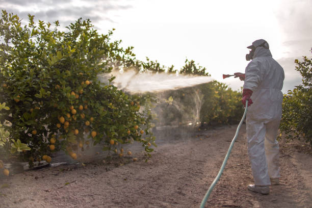 Best Bed Bug Extermination  in Boonsboro, MD