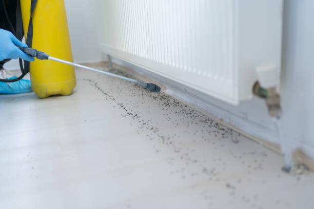 Best Flea Control Services  in Boonsboro, MD
