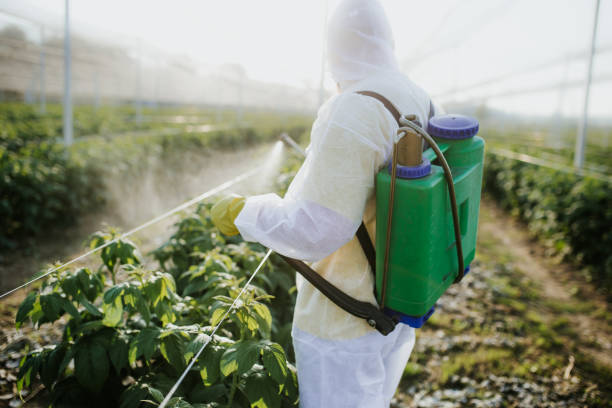 Best Termite Control Services  in Boonsboro, MD